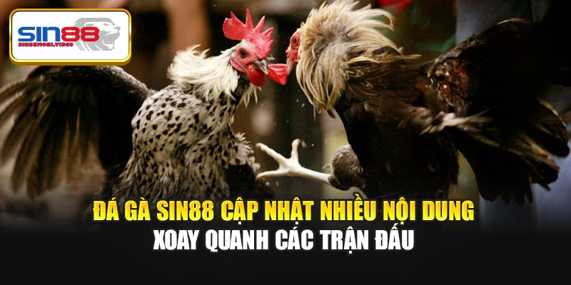 Đá gà Sin88 cập nhật nhiều nội dung xoay quanh các trận đấu