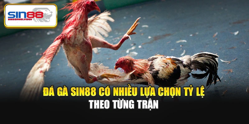 Đá gà Sin88 có nhiều lựa chọn tỷ lệ theo từng trận