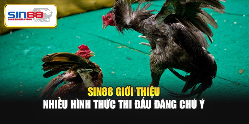 Sin88 giới thiệu nhiều hình thức thi đấu đáng chú ý